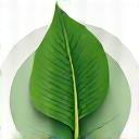 Green leaf graphic representing environmental care